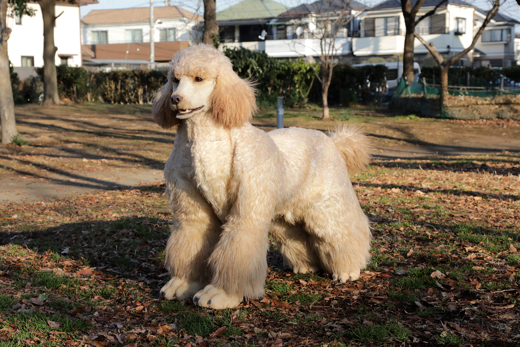 Dog Model Suit (Standard Poodle)