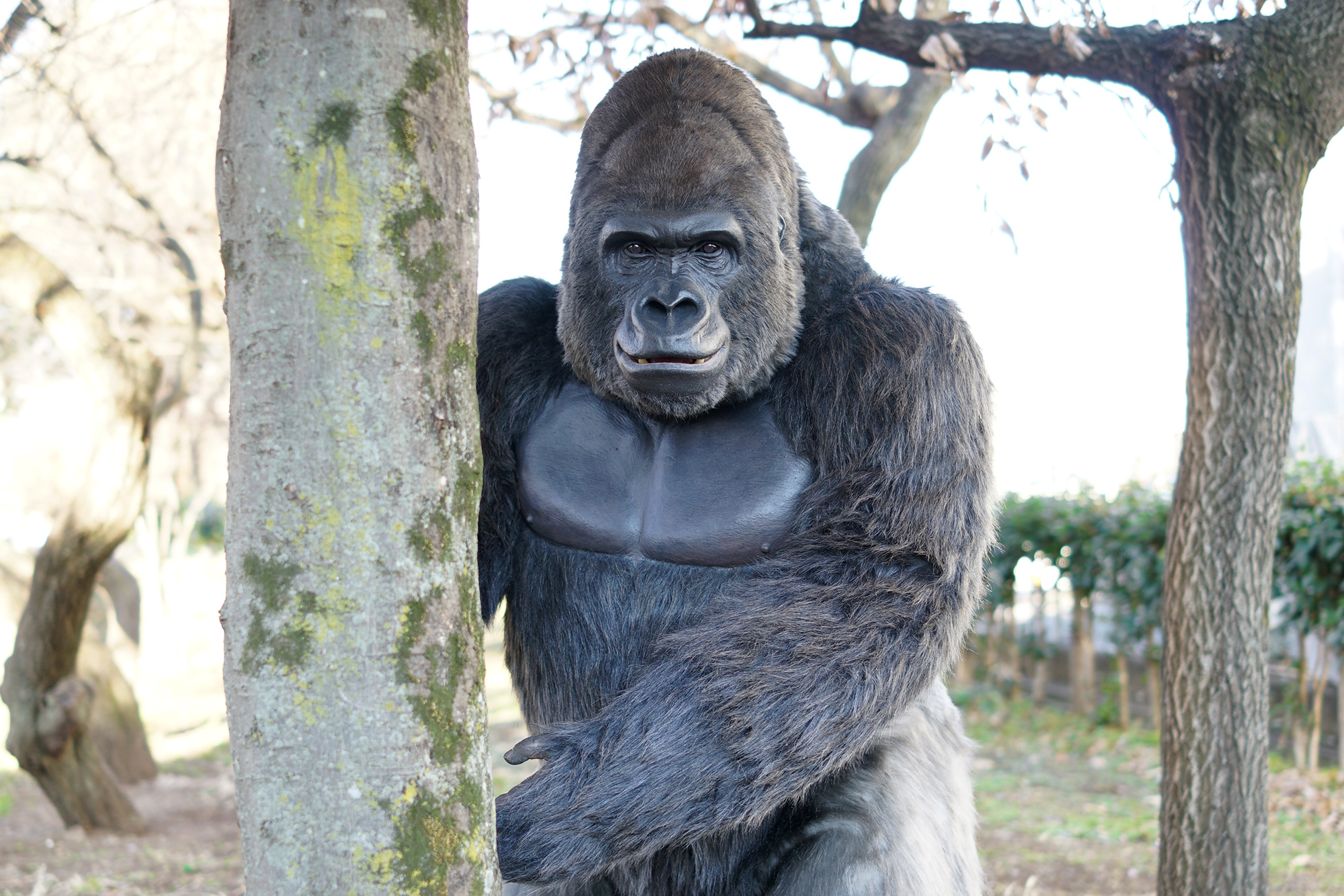 ゴリラ着ぐるみ 【GORILLA HALL マスコットキャラクター（店長 