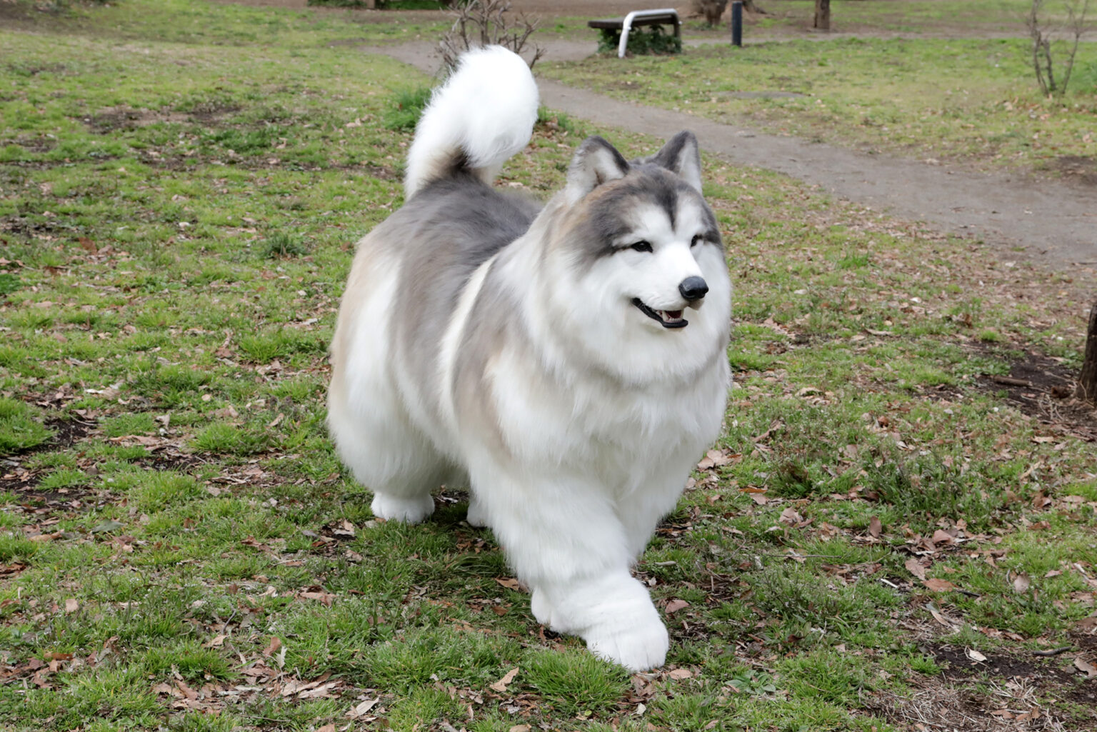 犬 造型スーツ(アラスカンマラミュート)【個人オーダーメイド】 – 特殊造型ゼペット – 造形制作全般・着ぐるみ・3Dデータ転用造形製作